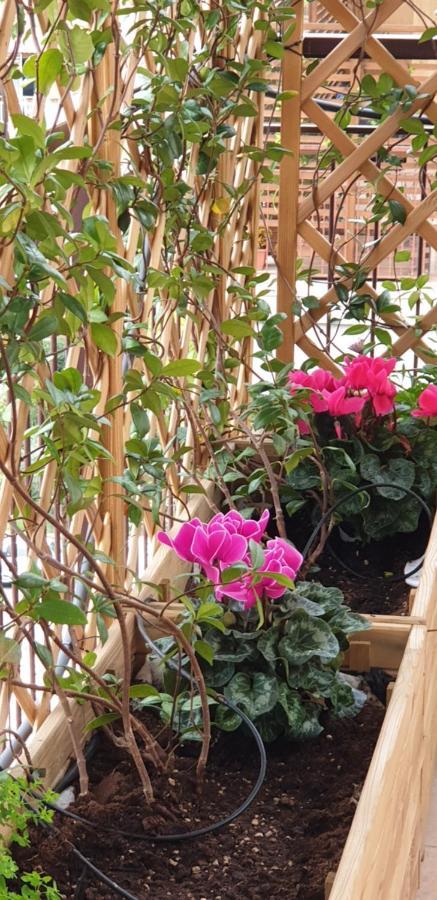 ローマ In Terrazza Da Giusy Bed & Breakfast エクステリア 写真